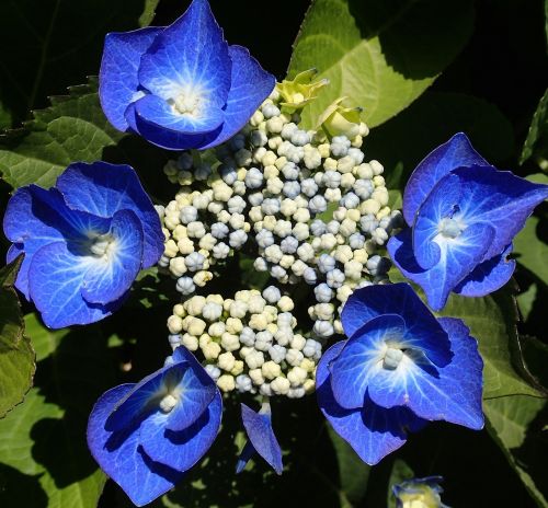 hydrangea blue petal