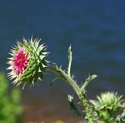 thistle flower nature