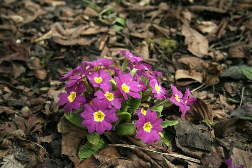 flower forest plant