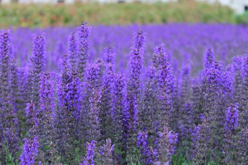 flower purple flower park