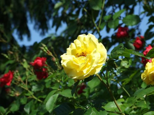 flower bloom yellow