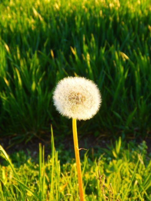 flower nature field