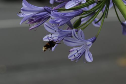 flower blue bee