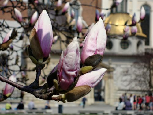 flower magnolia spring