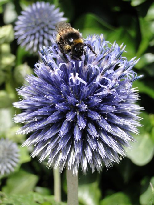 flower bee insect