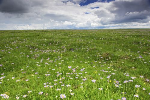 flower wild flower spring