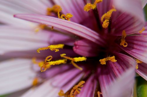 flower closeup flora