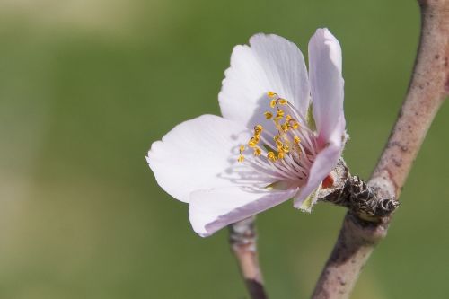 flower almond spring