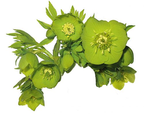 flower spring hellebore