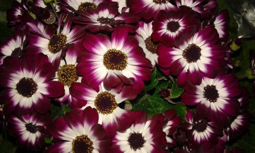 cineraria flower green