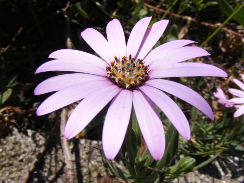 cape daisy beauty nature