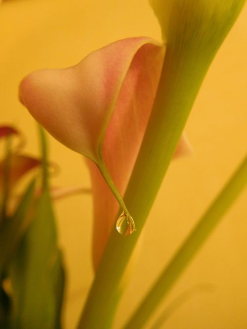 flower zantedeschia calla