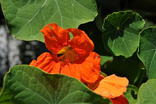 flower plant orange