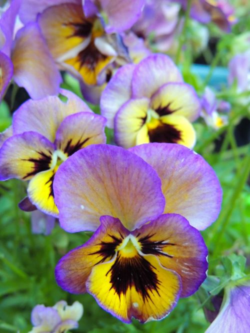 flower pansy purple