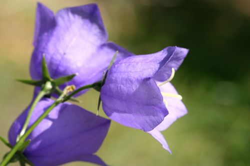 flower blue clock nature