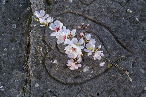 flower flowers almond