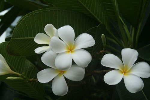 flower white frangipani