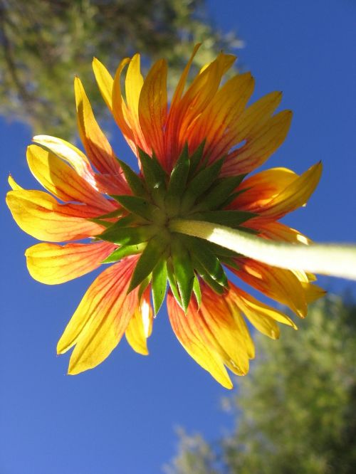 flower yellow red