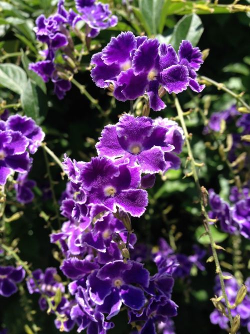 violet flower garden