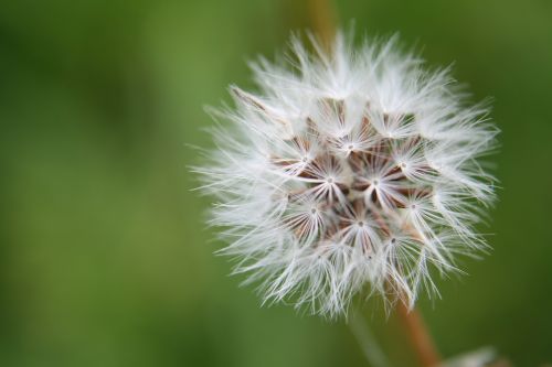 dandelion nature meadow