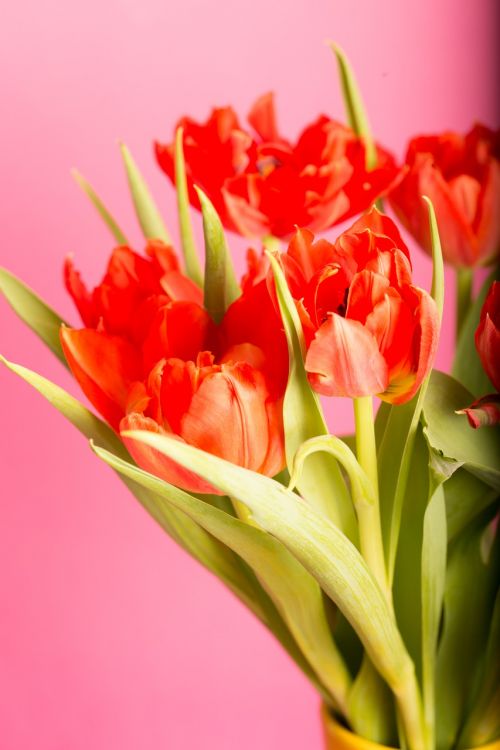 flower tulip bouquet