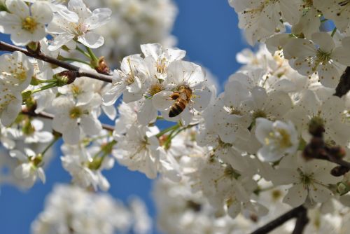 flower white bee