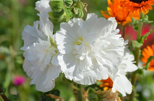 flower white flowers nature