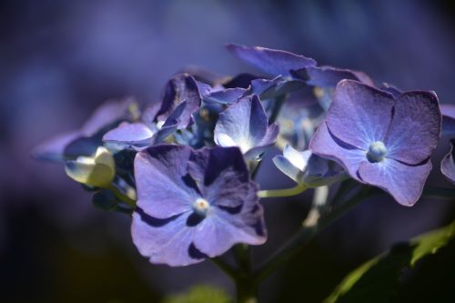 hortensia flower flowers