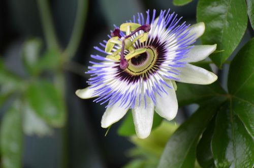 flower nature passion flower