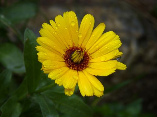 flower drops rain