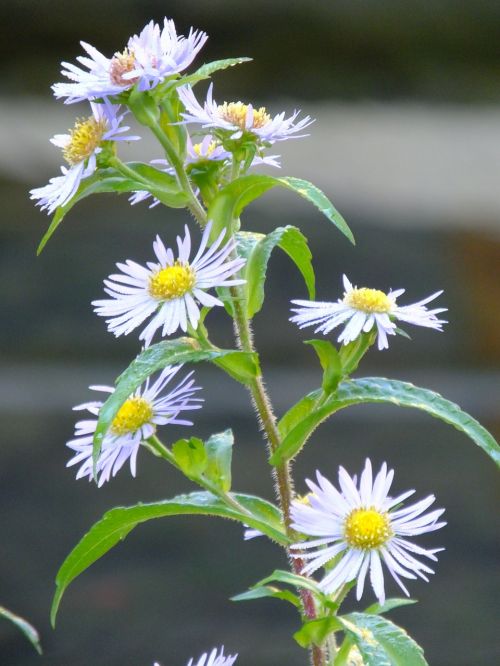 flower chamomile