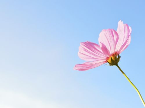 flower nature plant