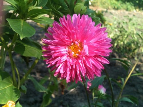 flower pink sunny