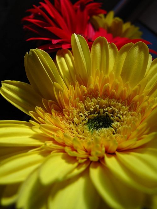 flower yellow red