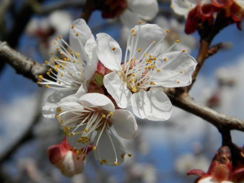 flower apricot spring