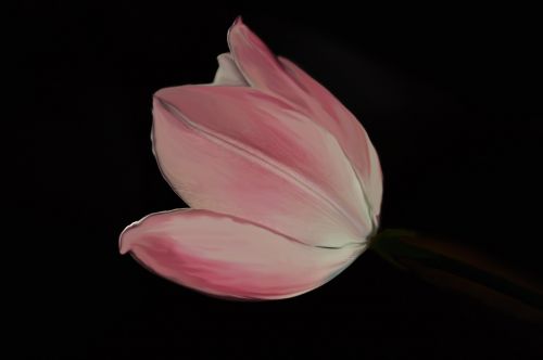 tulip pink flower