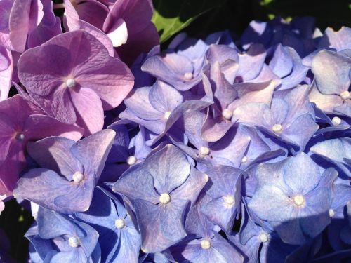 flower hydrangea violet