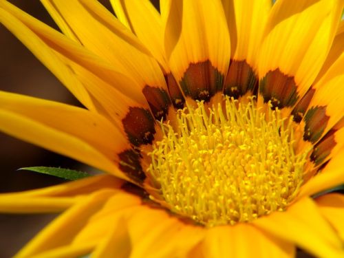 flower yellow flower sunflower