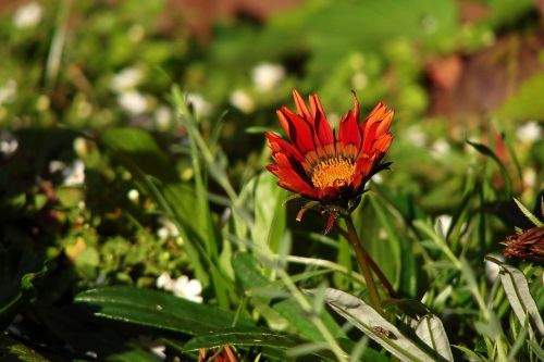 flower red flower red