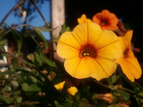 flower yellow plant