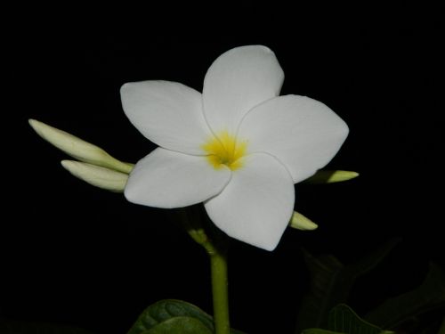 flower nature white