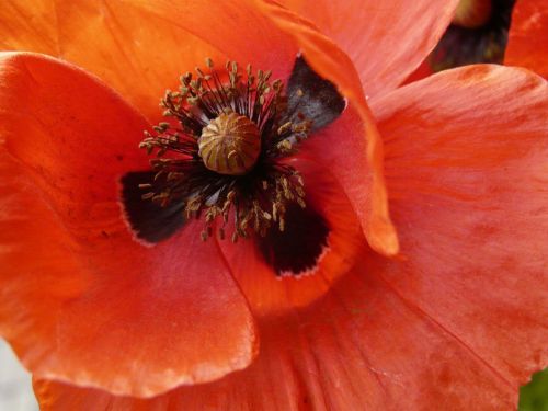 flower poppy red