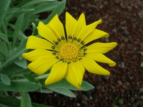 flower plant blossom