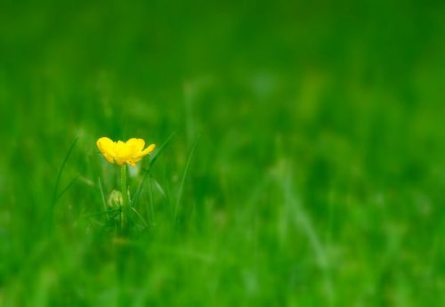 flower meadow pointed flower