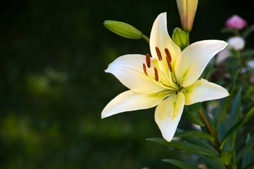 flower garden yellow