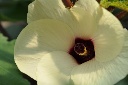 flower okra blooms