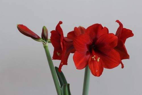 flower hippeastrum red