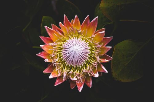 flower plant blossom