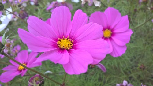 cosmos flower natural