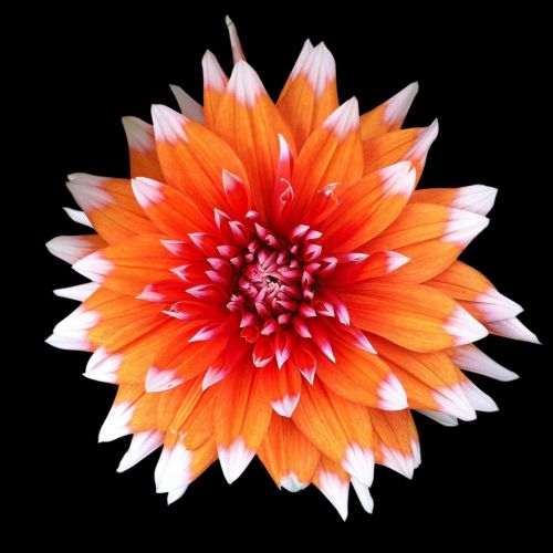 flower orange luisa